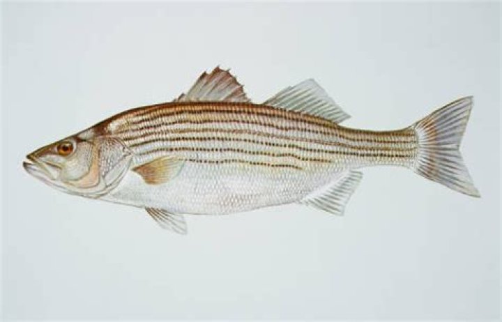 What is the state fish of Maryland