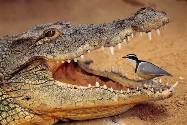 What is the symbiotic relationship between a crocodile and a plover bird