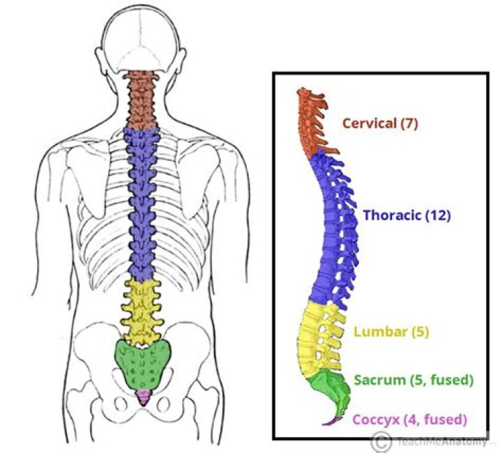 What is the vertebral body