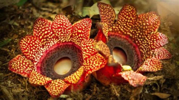 What is the worlds most poisonous flower