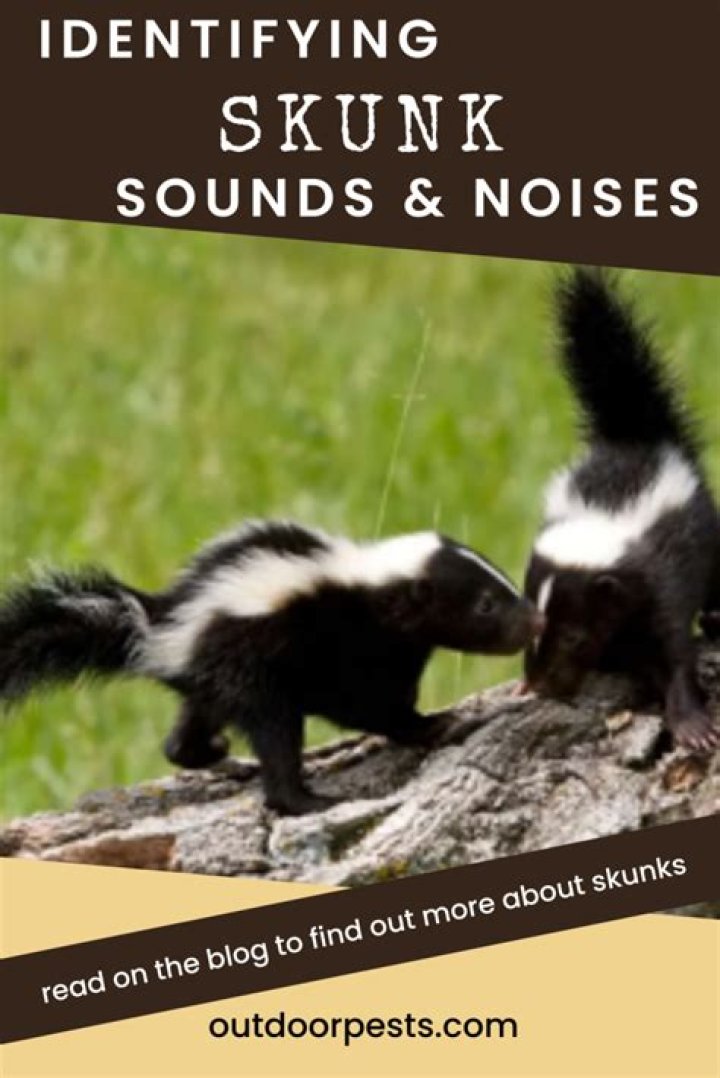 What kind of sound does a skunk make