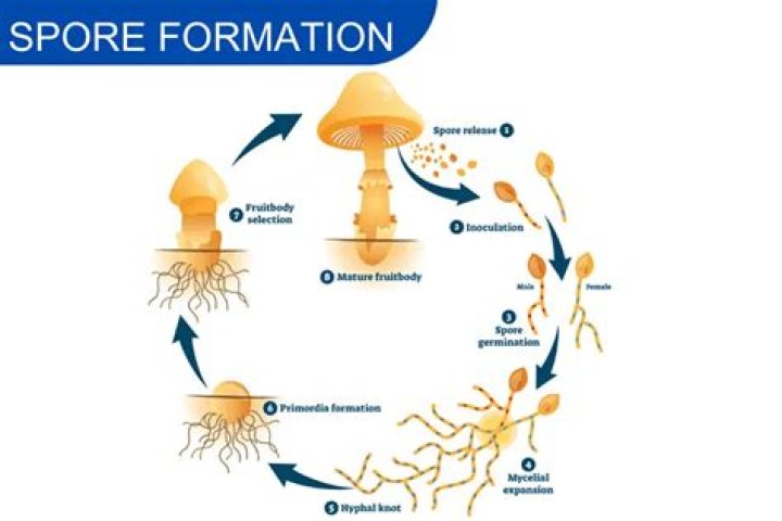 What organisms use spore formation