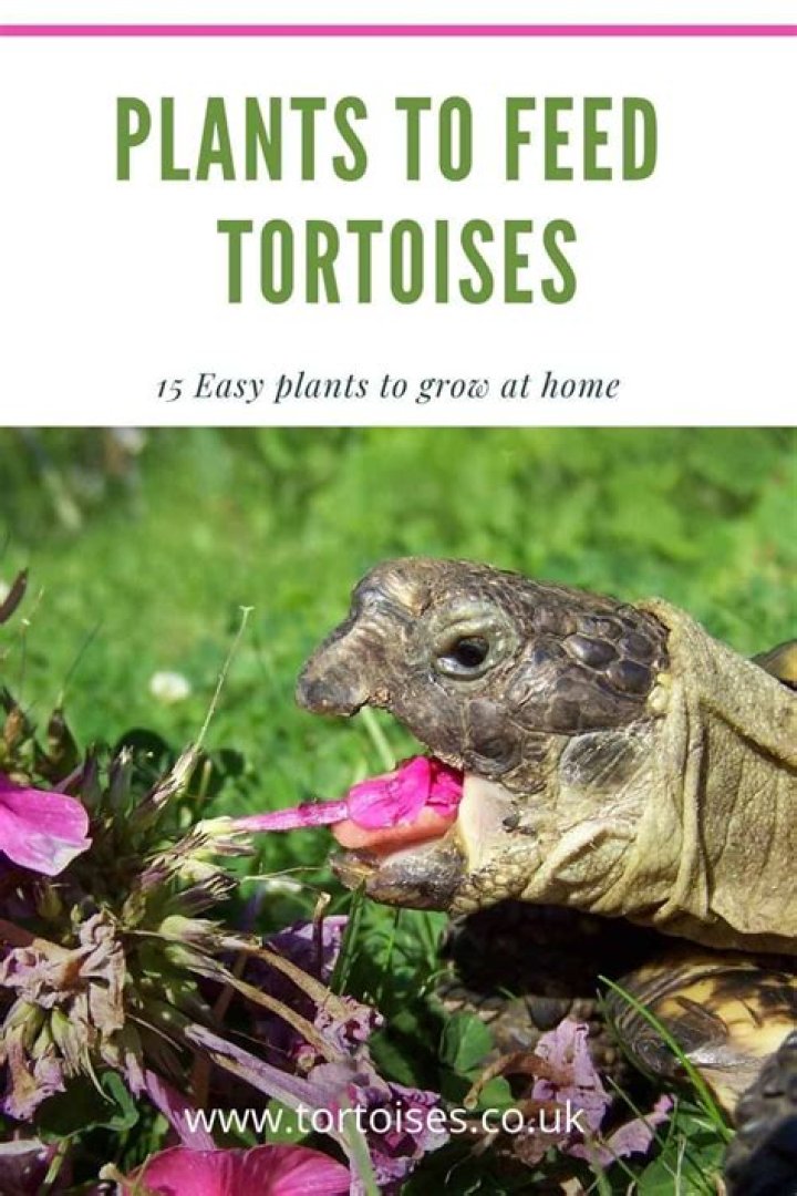 What plants grow well with tortoises