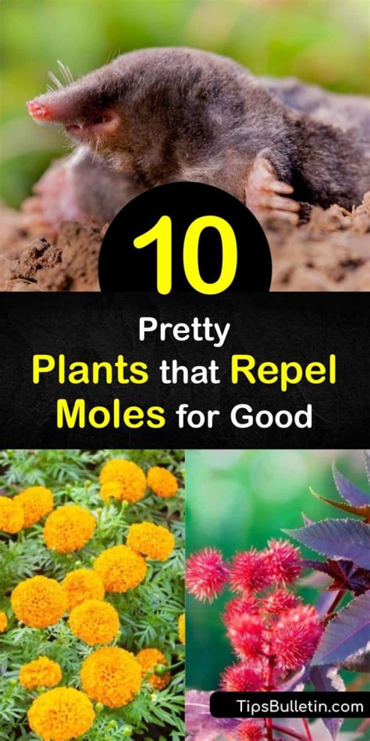 What plants keep moles away