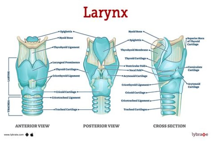 What procedure creates an opening in the larynx
