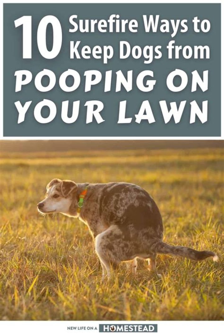 What repels dogs from pooping in your yard