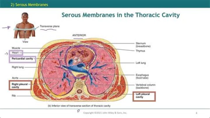 What serous membranes are found in the thoracic cavity