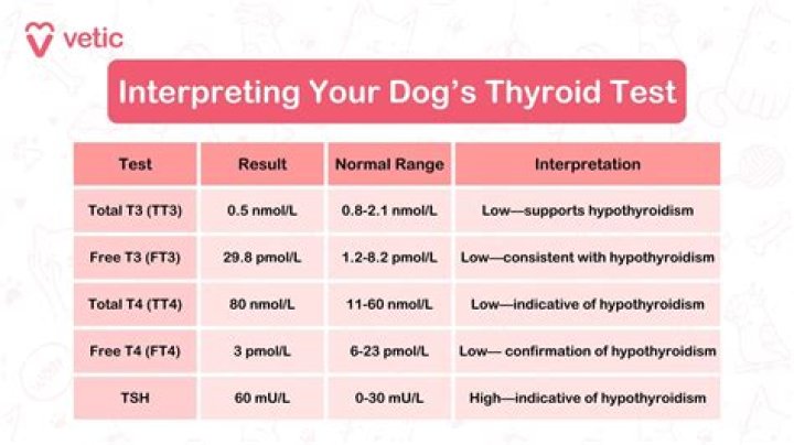 What should a dogs thyroid level be