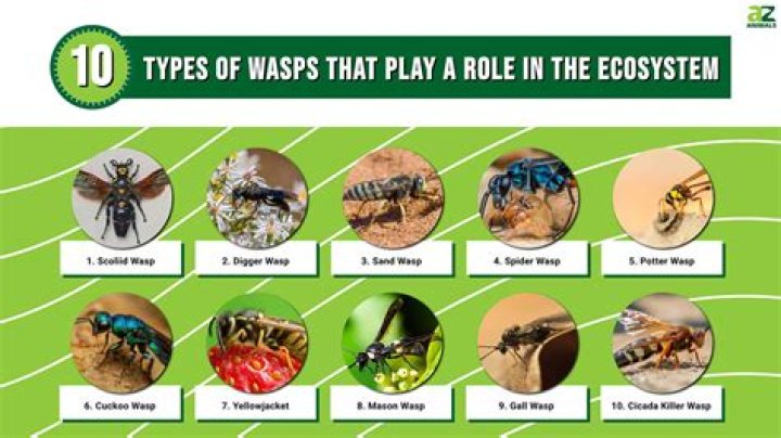 What things do wasps hate