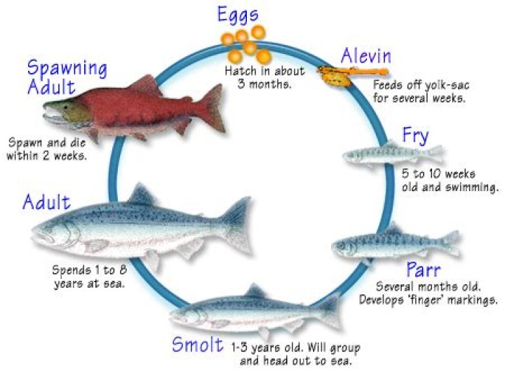 What time of year do salmon lay eggs