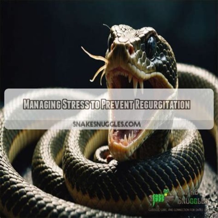 What to do if a snake regurgitates