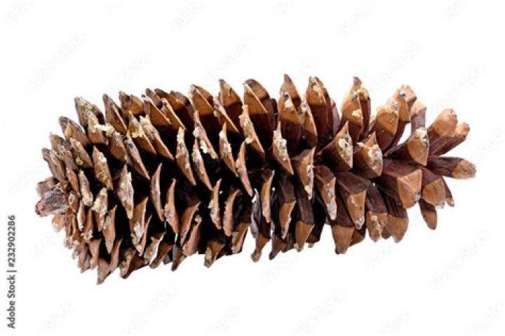 What trees give off sap