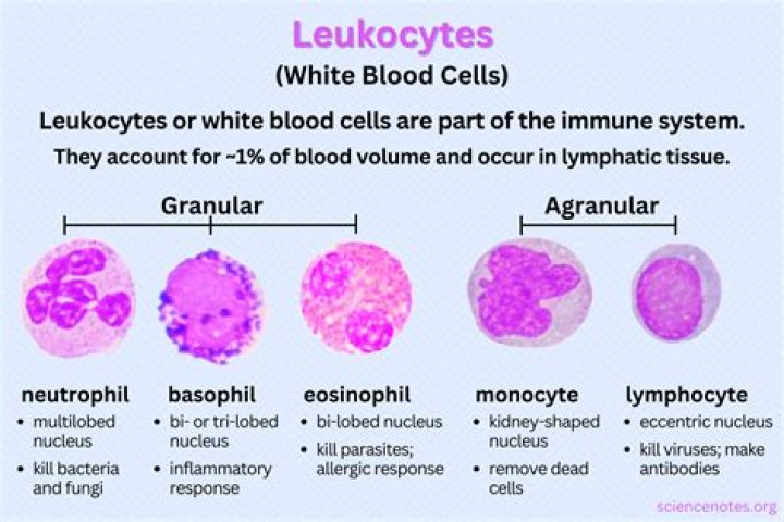 What type of leukocyte contains heparin an anticoagulant