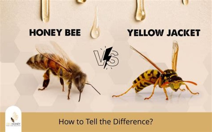 Whats the difference between a honey bee and a yellow jacket