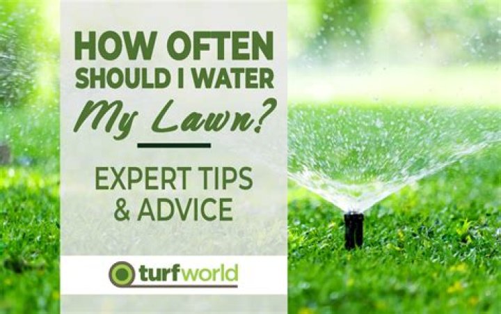 When should I water my summer grass in Arizona