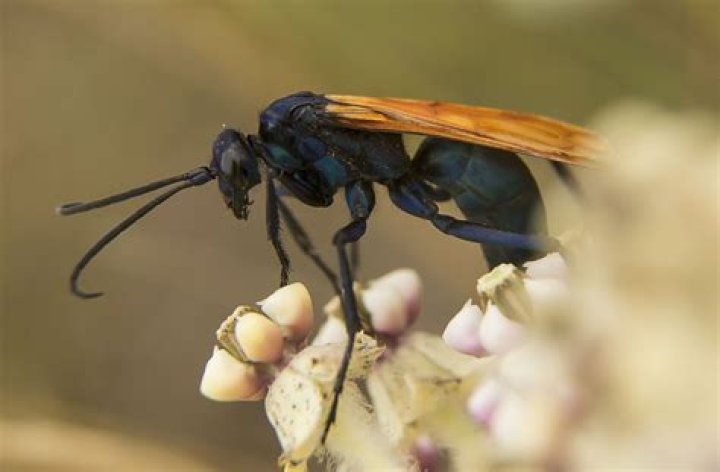 Where are tarantula hawks found