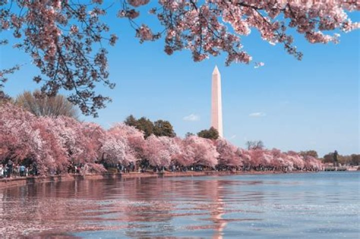 Where are the best cherry blossoms in DC