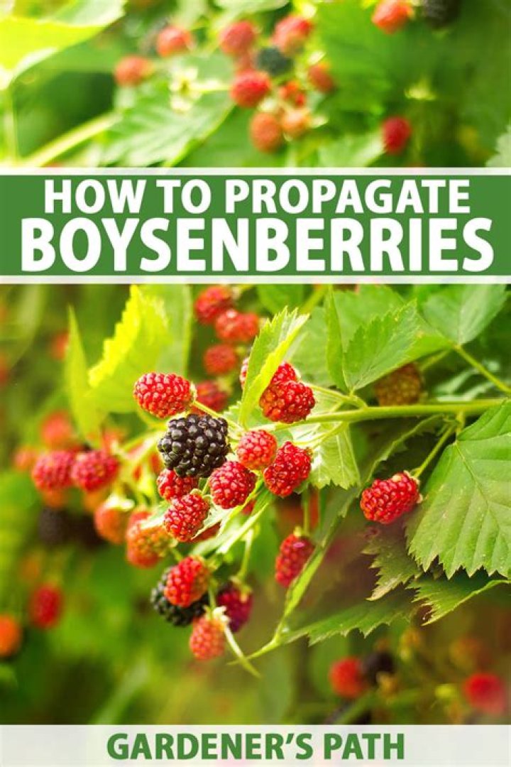 Where can boysenberries grow