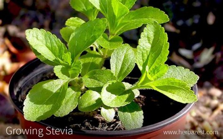 Where can I find a stevia plant