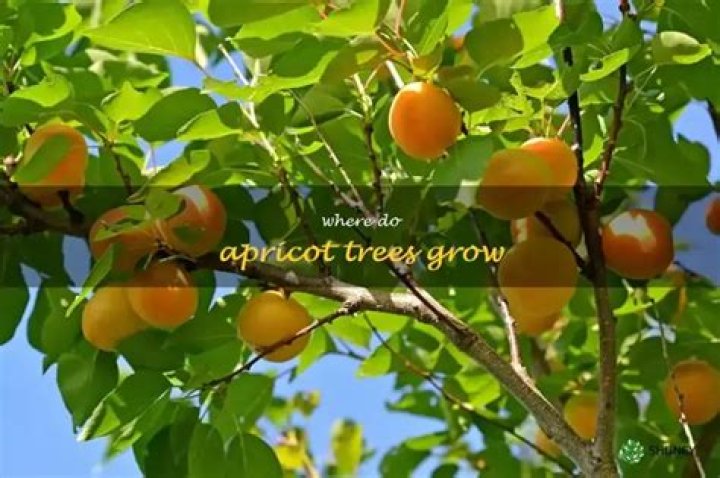 Where do apricot trees grow best