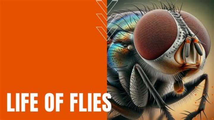 Where do flies live at