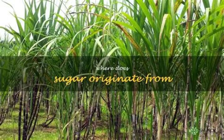 Where does Brown Sugar originate from