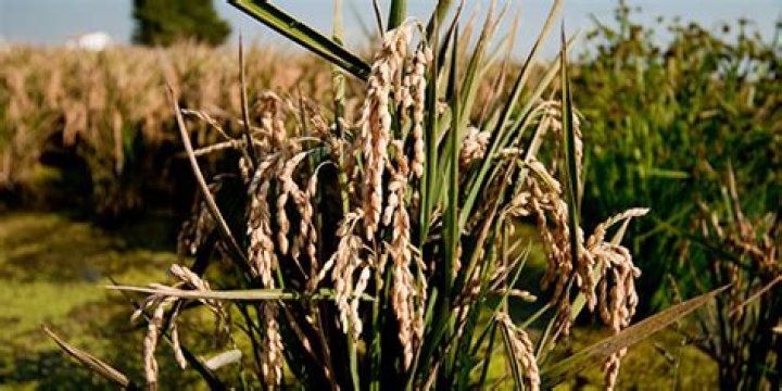 Where does wild rice grow best