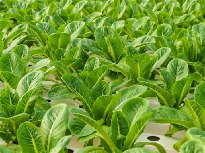 Where is Ocean Mist romaine lettuce grown