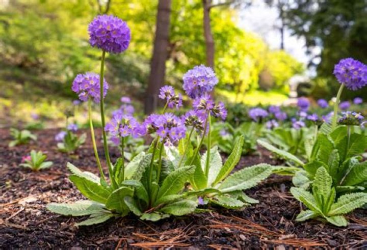 Which herb plants are perennials