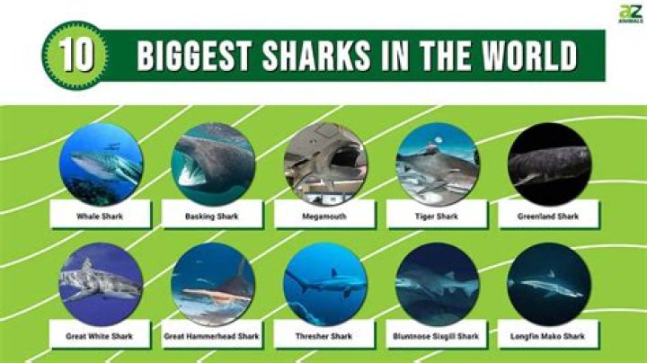 Which is the biggest shark