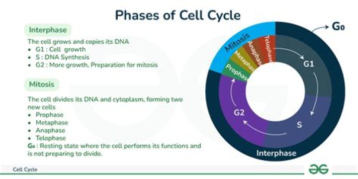 Which stage is the fastest in the cell cycle