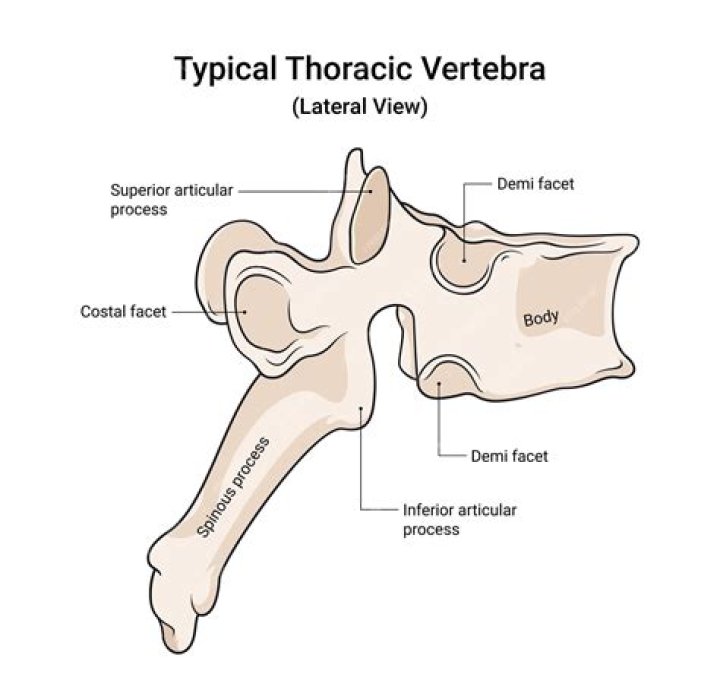 Which thoracic vertebrae is the largest