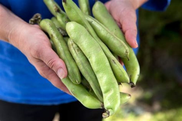 Which way up should I sow broad beans