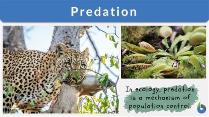 Who or what contributes to the control of wildlife populations