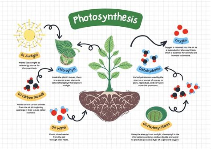 Why are animals photosynthetic