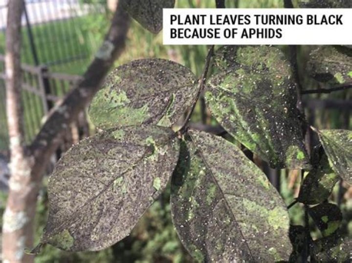 Why are tree leaves turning black