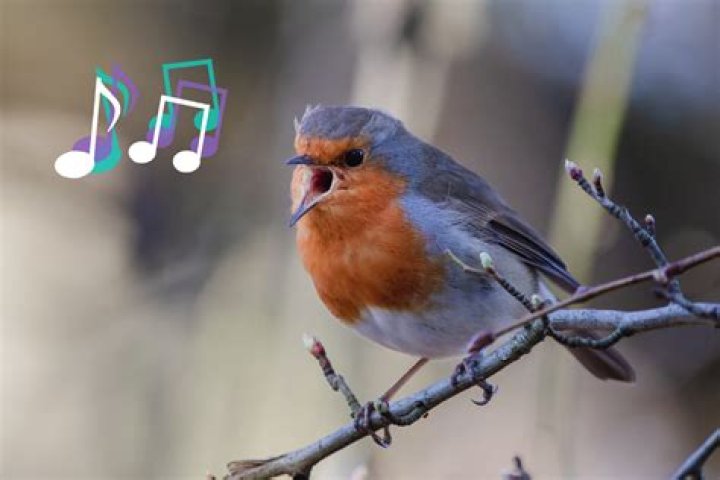 Why do birds have voices