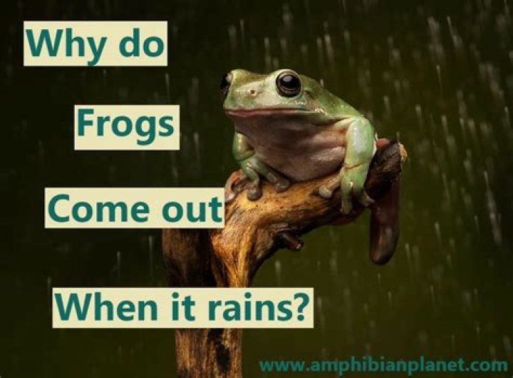 Why do frogs come out of the pond when it rains