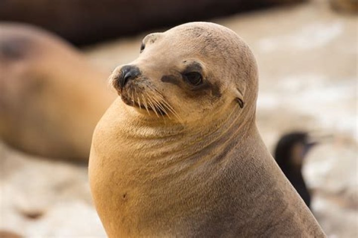 Why do sea lions look up in the air