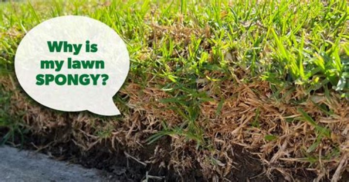 Why does my lawn feel spongy
