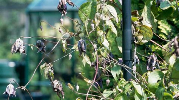 Why has my clematis gone limp