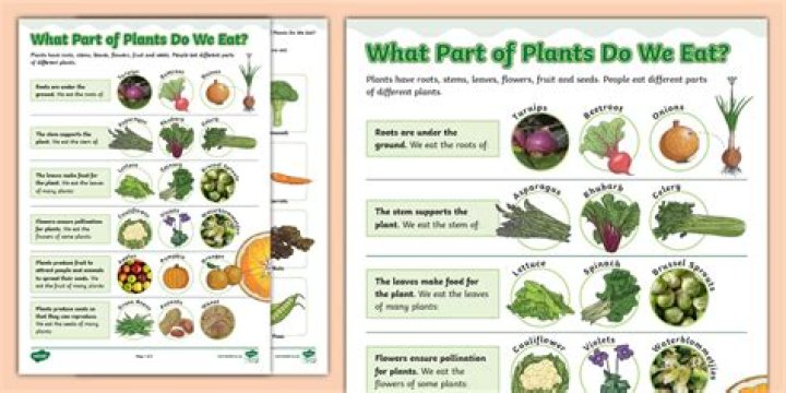 Why is it better to eat plants than animals