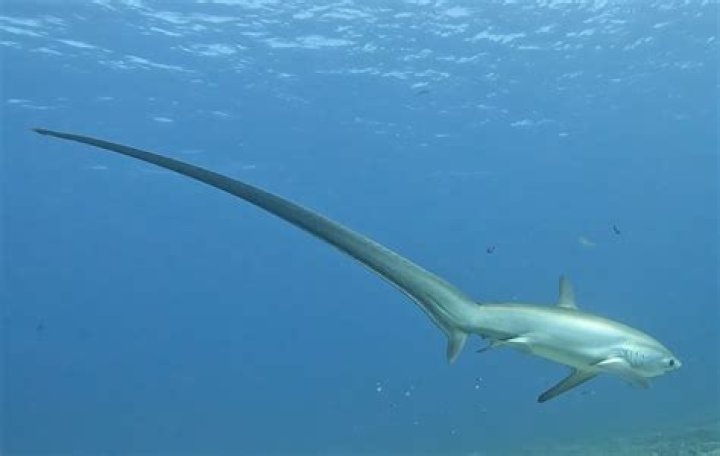 Why is it called a thresher shark