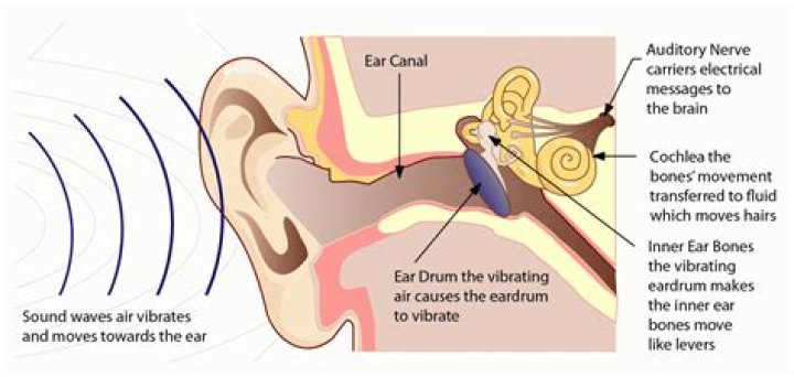 Why is it important for sound vibrations to be amplified as they pass through the ear
