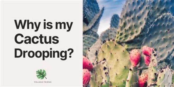 Why is my cactus drooping