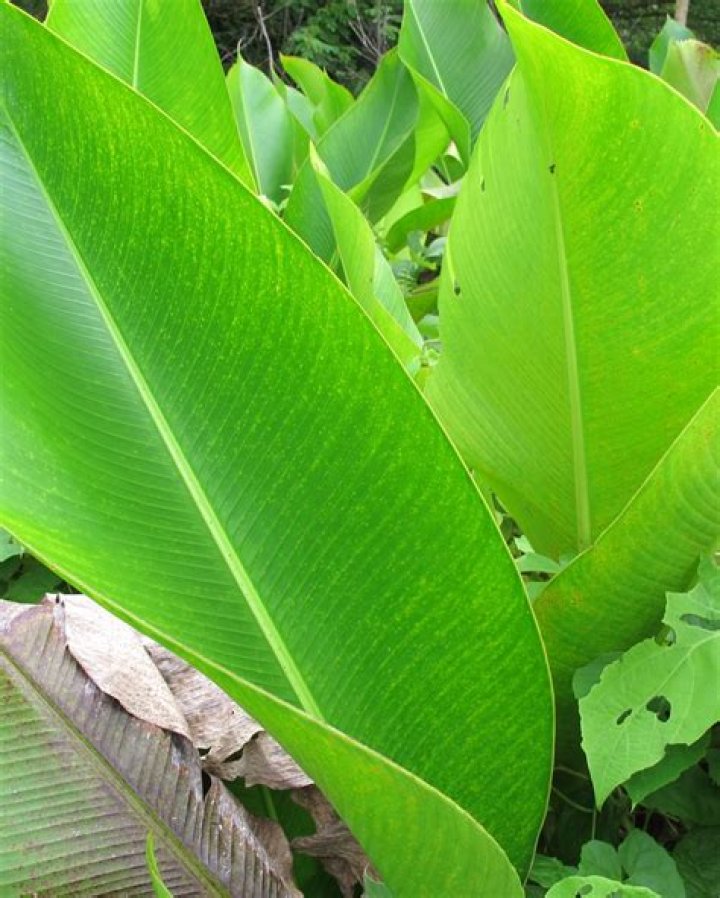Why is my Heliconia turning yellow