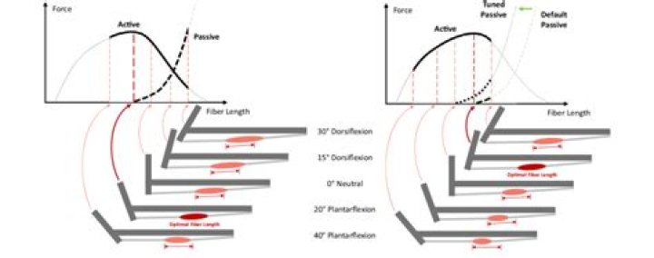 Why is the force length curve shaped the way it is