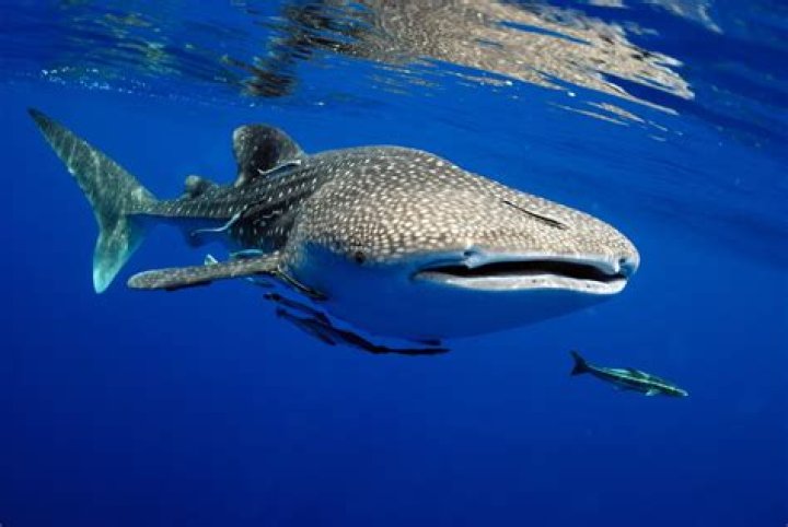 Why the whale shark is endangered